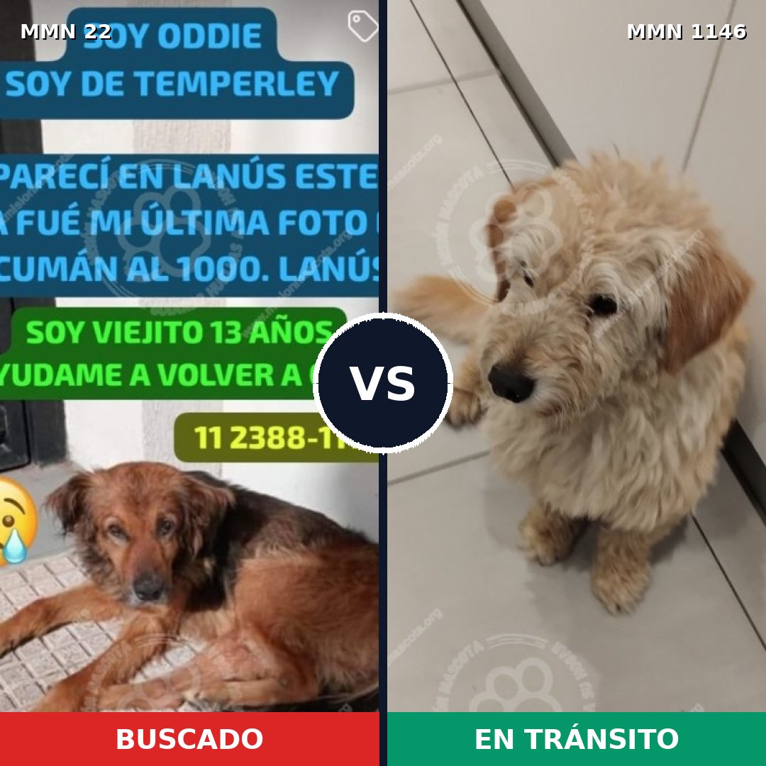 Comparativa MMS 16640: mascota perdida y mascota encontrada, 62% de similitud