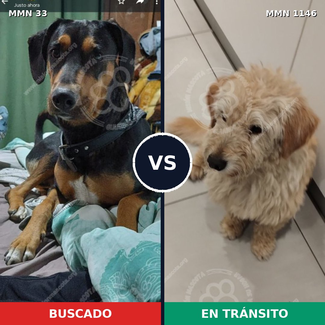Comparativa MMS 16643: mascota perdida y mascota encontrada, 49% de similitud