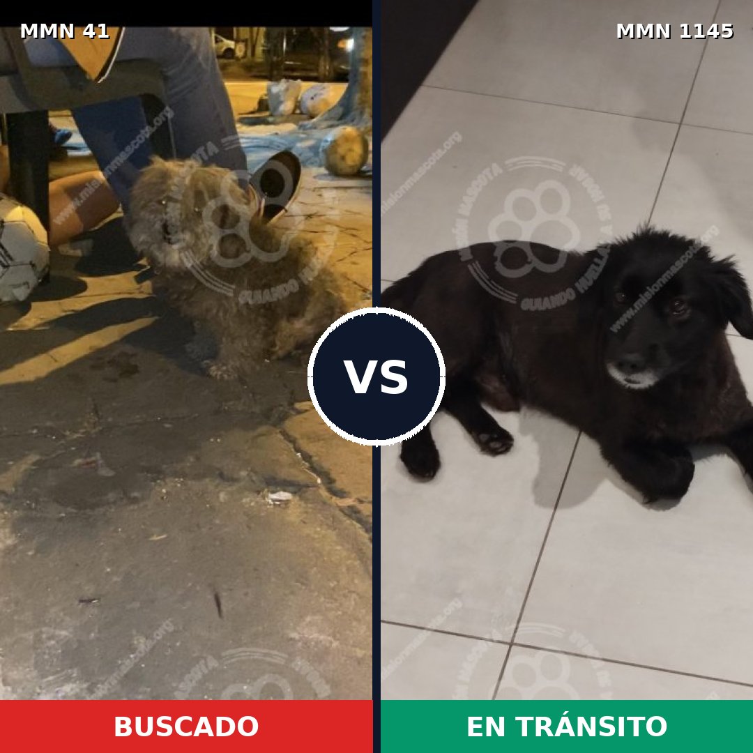 Comparativa MMS 16648: mascota perdida y mascota encontrada, 54% de similitud