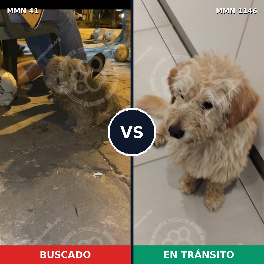 Comparativa MMS 16649: mascota perdida y mascota encontrada, 50% de similitud