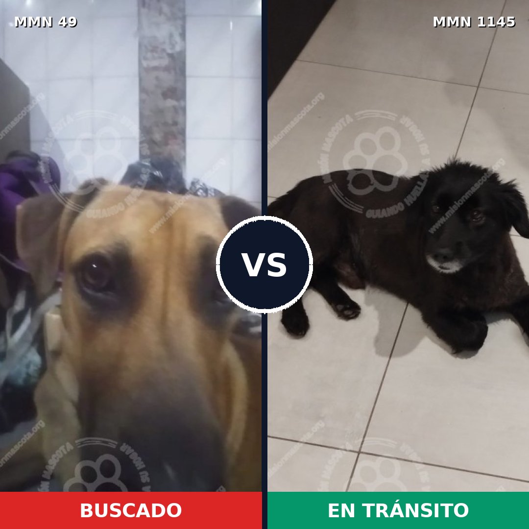 Comparativa MMS 16651: mascota perdida y mascota encontrada, 53% de similitud