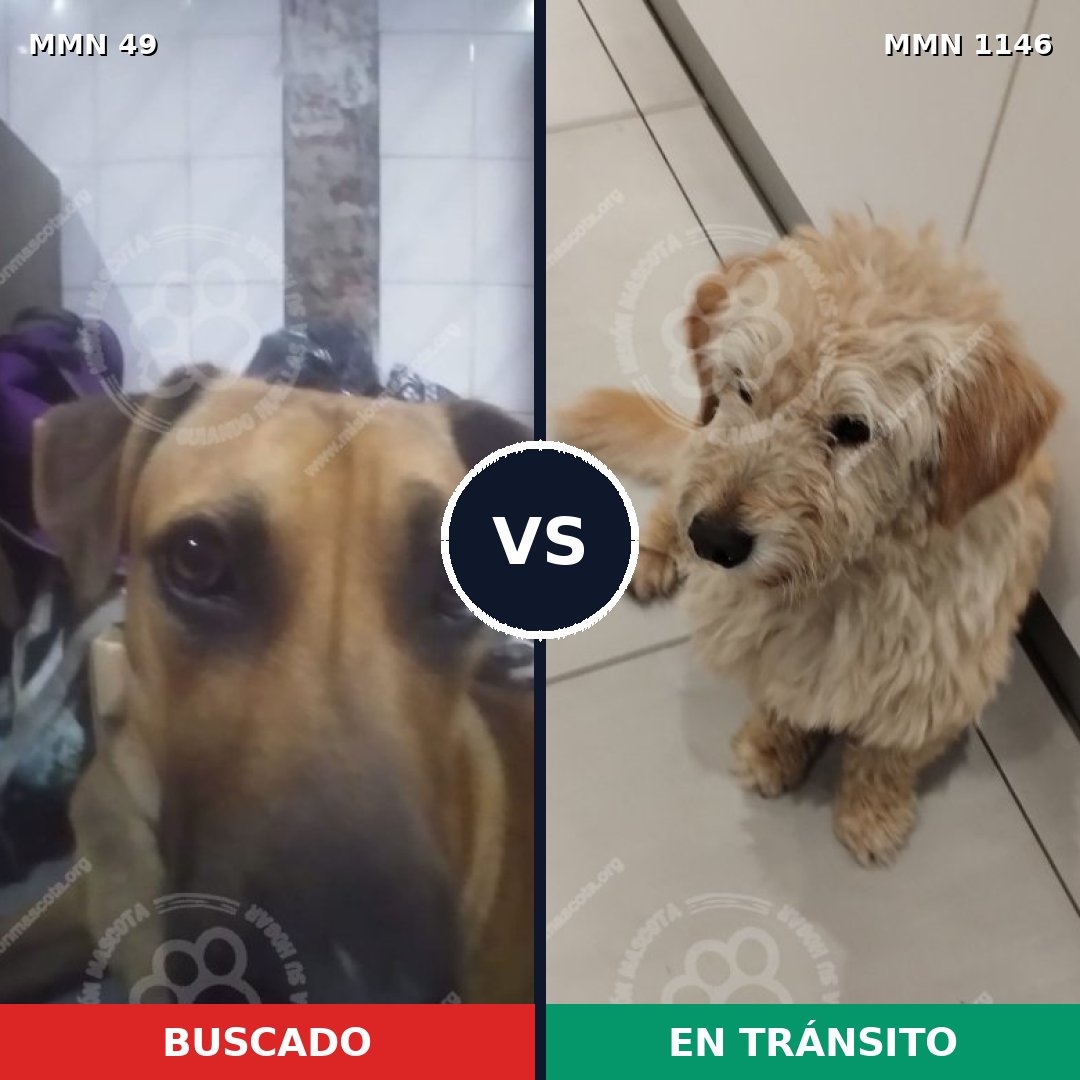 Comparativa MMS 16652: mascota perdida y mascota encontrada, 48% de similitud