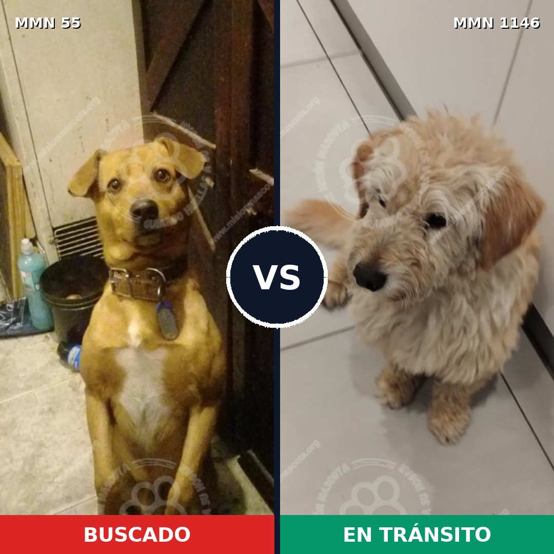 Comparativa MMS 16655: mascota perdida y mascota encontrada, 74% de similitud