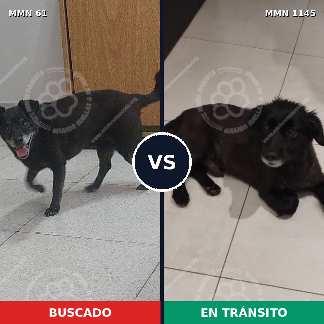 Comparativa MMS 16657: mascota perdida y mascota encontrada, 74% de similitud