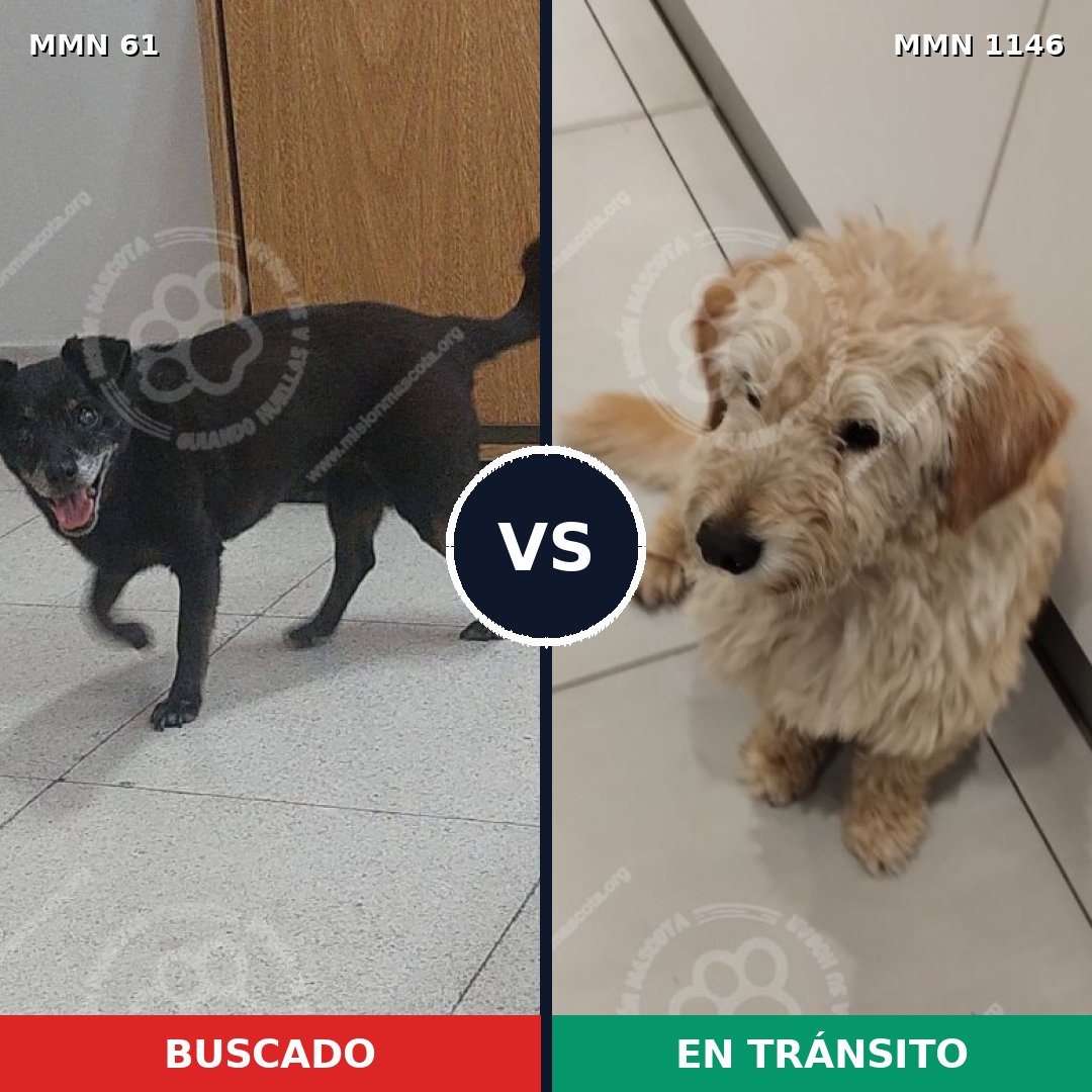 Comparativa MMS 16658: mascota perdida y mascota encontrada, 60% de similitud