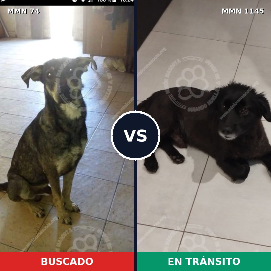 Comparativa MMS 16660: mascota perdida y mascota encontrada, 60% de similitud