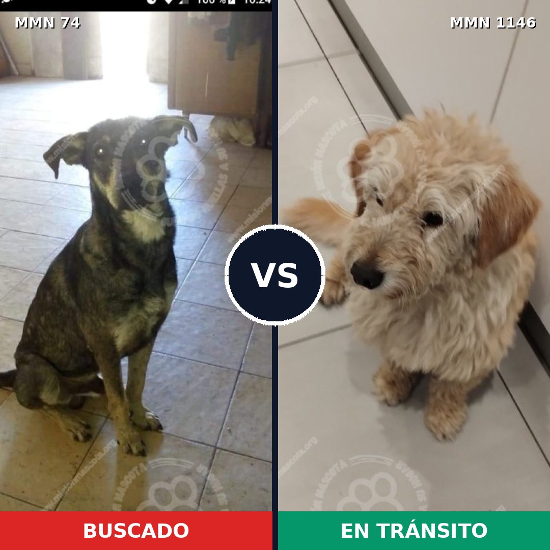 Comparativa MMS 16661: mascota perdida y mascota encontrada, 52% de similitud