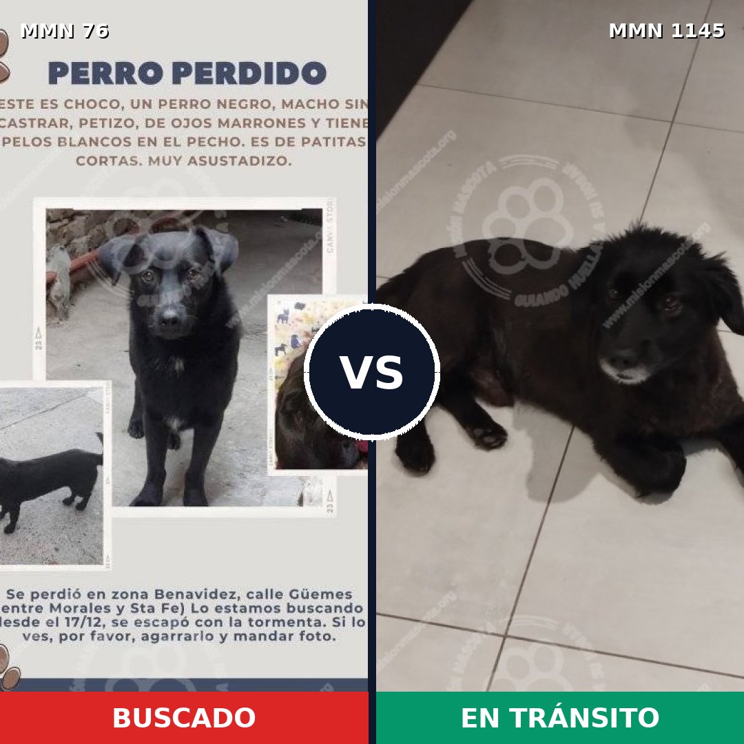 Comparativa MMS 16663: mascota perdida y mascota encontrada, 64% de similitud
