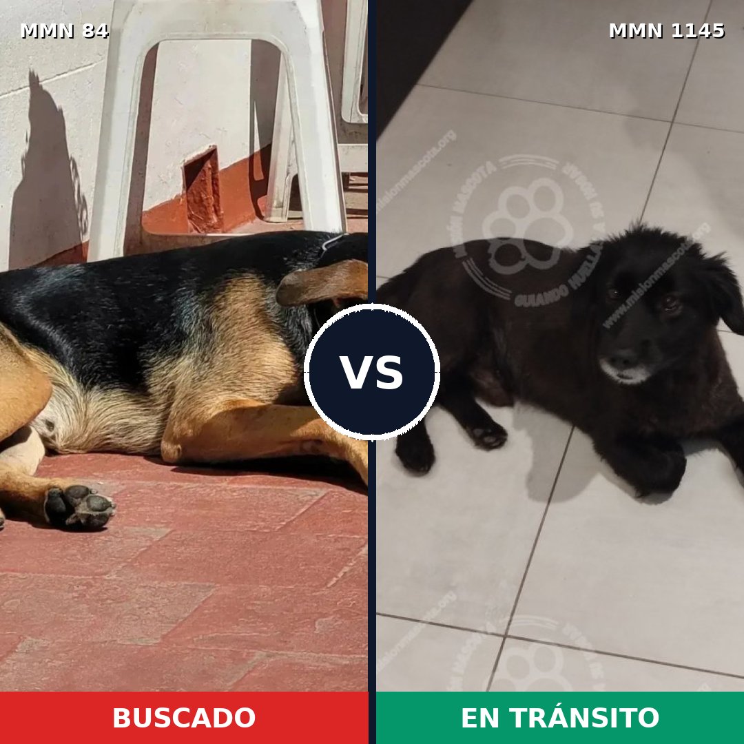 Comparativa MMS 16666: mascota perdida y mascota encontrada, 63% de similitud