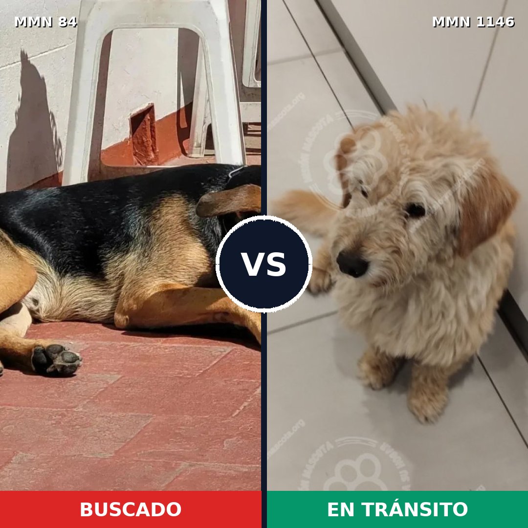 Comparativa MMS 16667: mascota perdida y mascota encontrada, 49% de similitud