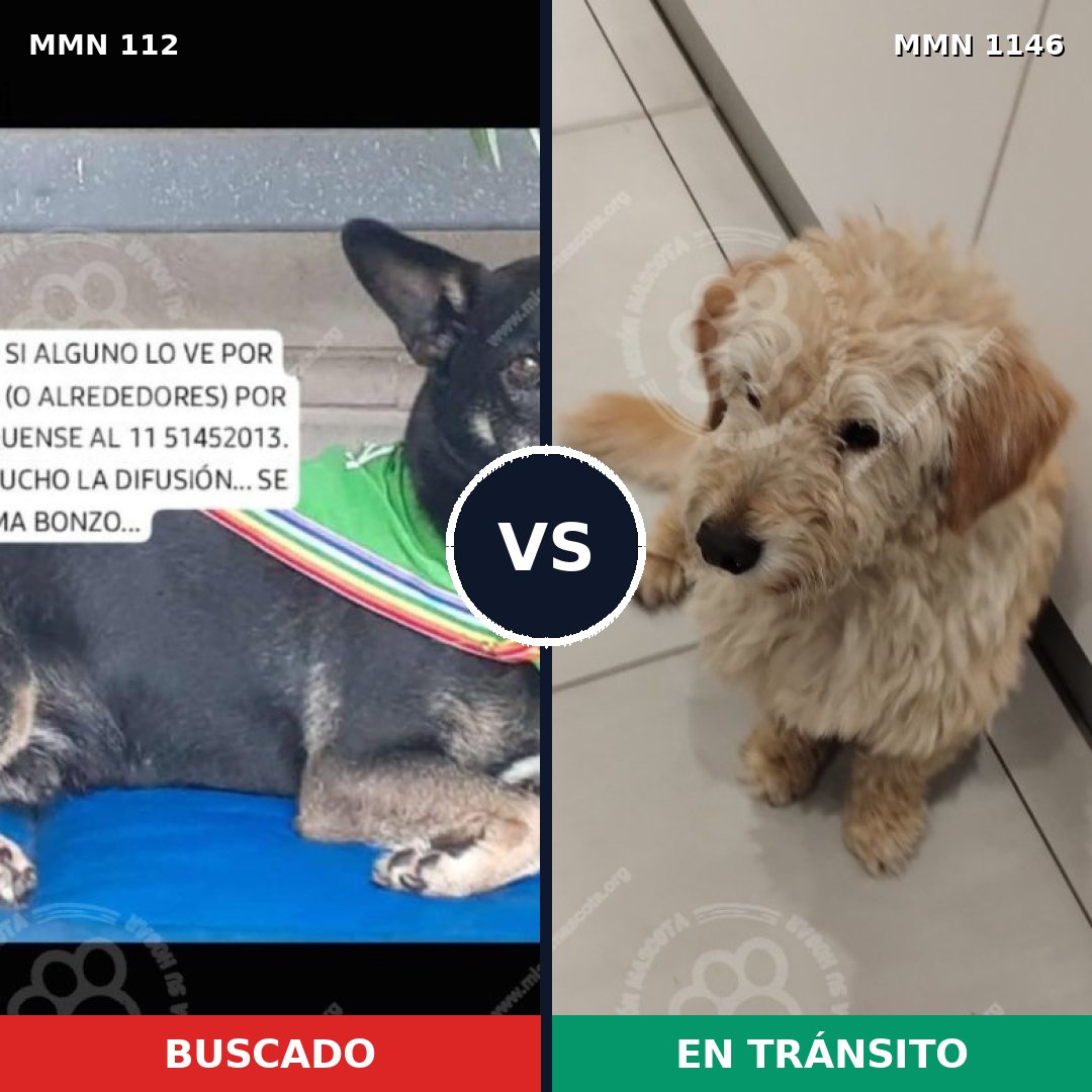 Comparativa MMS 16670: mascota perdida y mascota encontrada, 60% de similitud