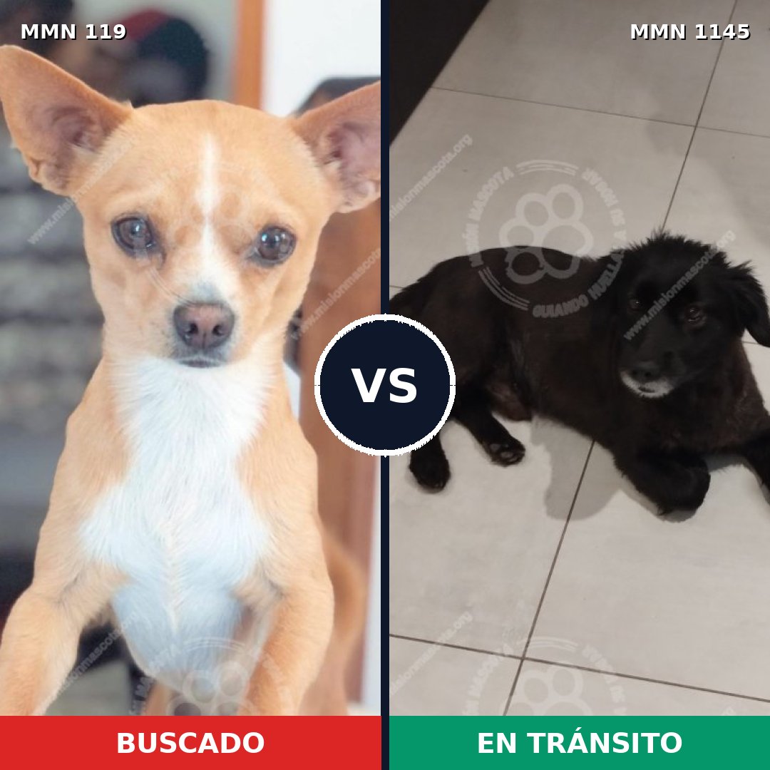 Comparativa MMS 16672: mascota perdida y mascota encontrada, 23% de similitud