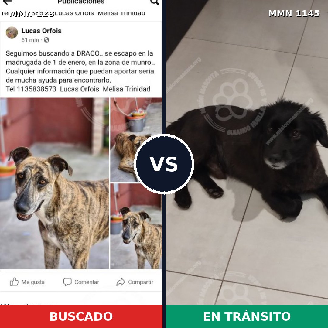 Comparativa MMS 16675: mascota perdida y mascota encontrada, 44% de similitud