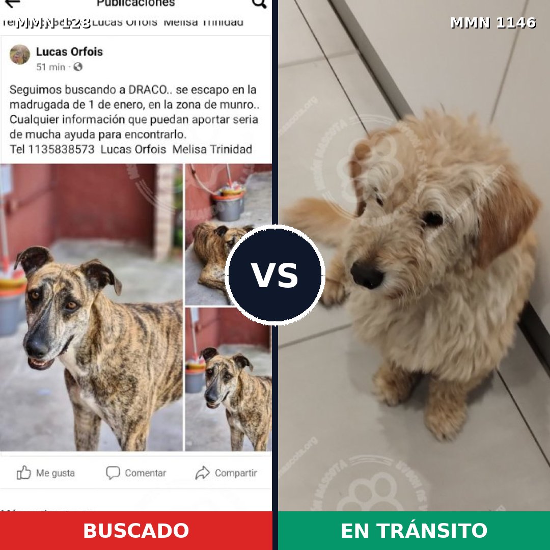 Comparativa MMS 16676: mascota perdida y mascota encontrada, 37% de similitud
