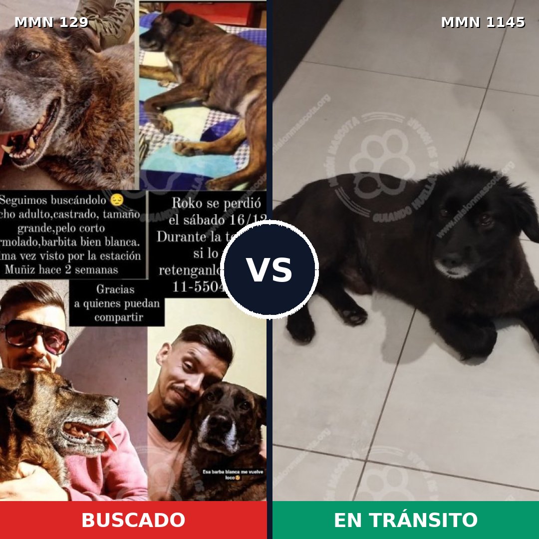Comparativa MMS 16678: mascota perdida y mascota encontrada, 39% de similitud