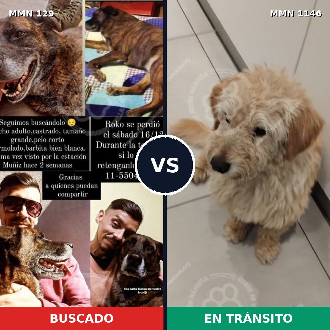 Comparativa MMS 16679: mascota perdida y mascota encontrada, 38% de similitud