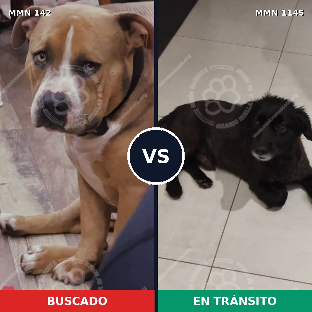 Comparativa MMS 16681: mascota perdida y mascota encontrada, 25% de similitud