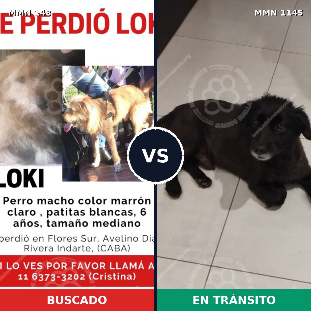 Comparativa MMS 16684: mascota perdida y mascota encontrada, 70% de similitud