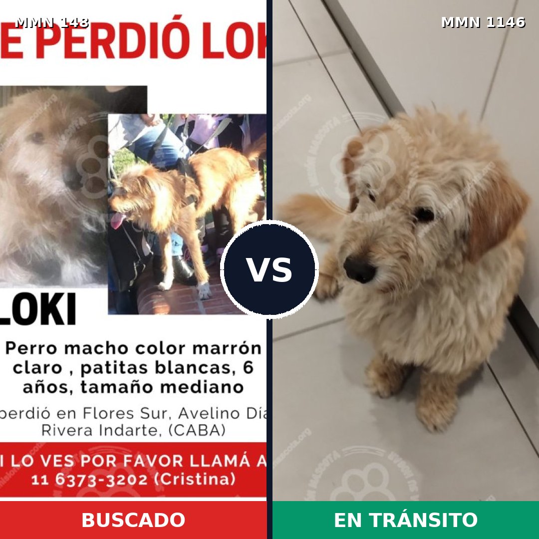 Comparativa MMS 16685: mascota perdida y mascota encontrada, 69% de similitud