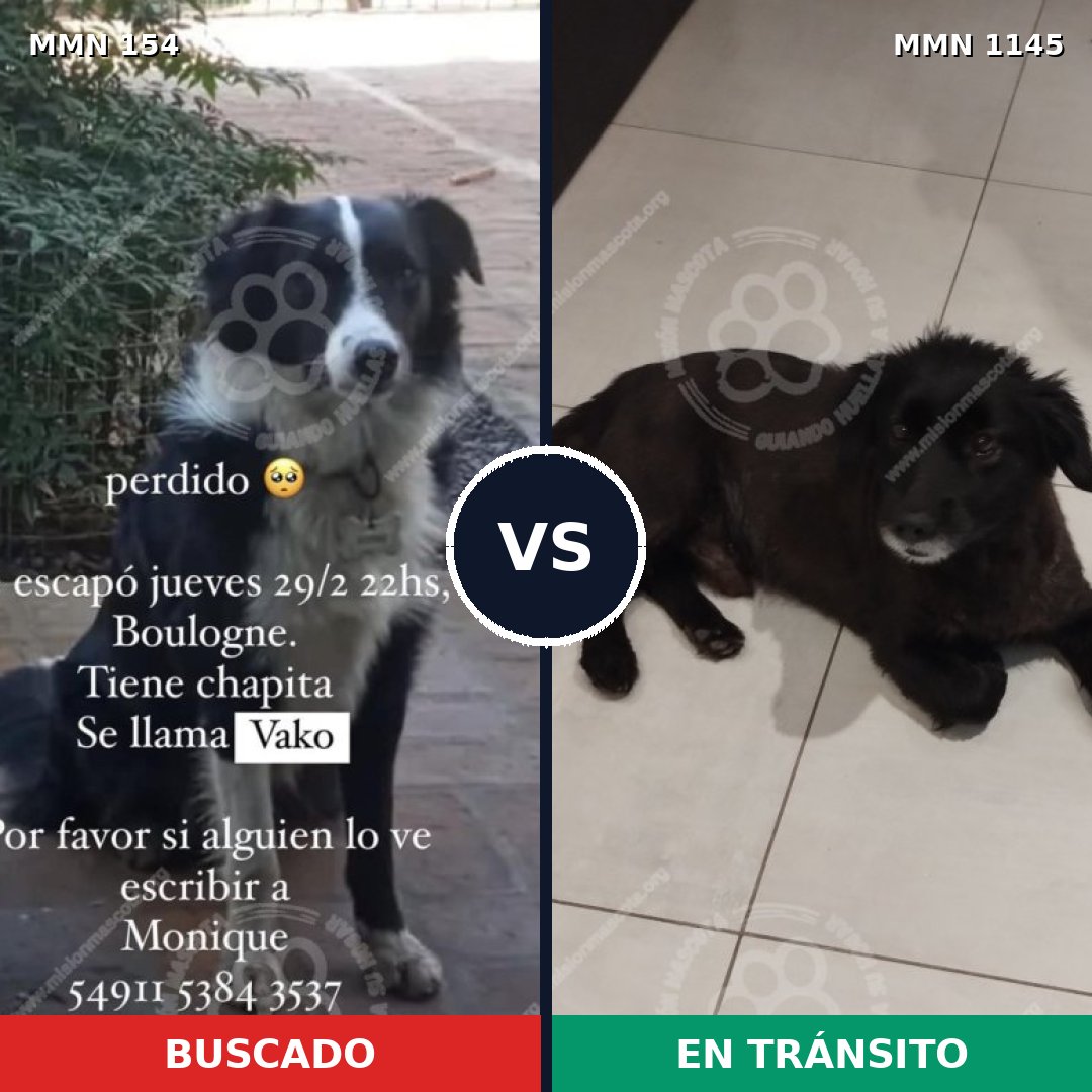Comparativa MMS 16687: mascota perdida y mascota encontrada, 54% de similitud