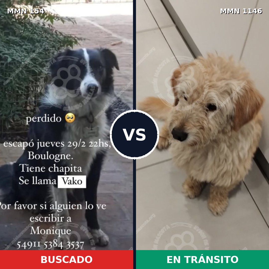 Comparativa MMS 16688: mascota perdida y mascota encontrada, 33% de similitud