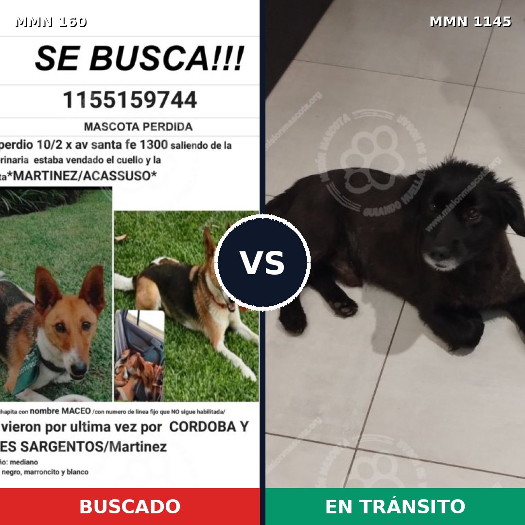 Comparativa MMS 16690: mascota perdida y mascota encontrada, 69% de similitud