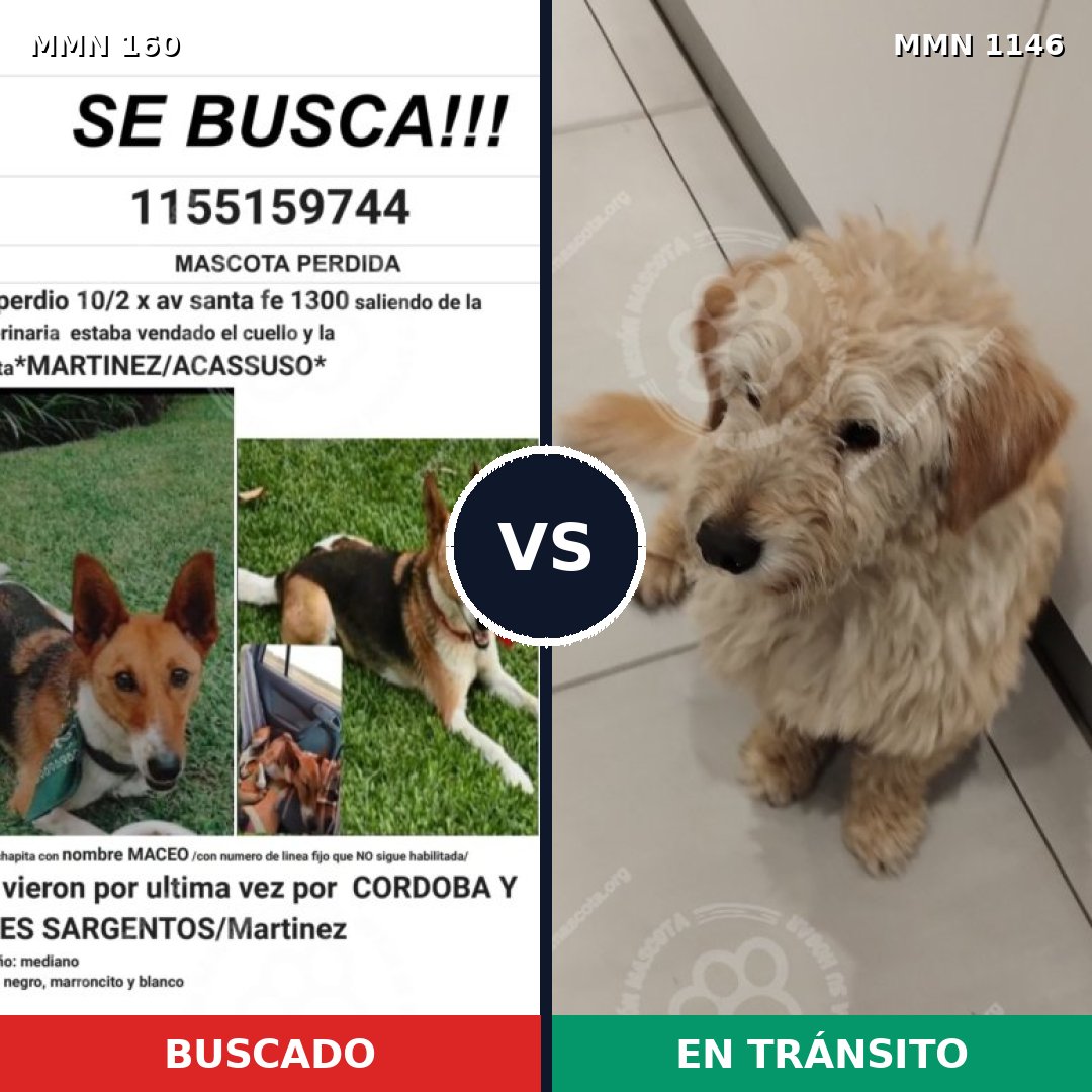 Comparativa MMS 16691: mascota perdida y mascota encontrada, 58% de similitud
