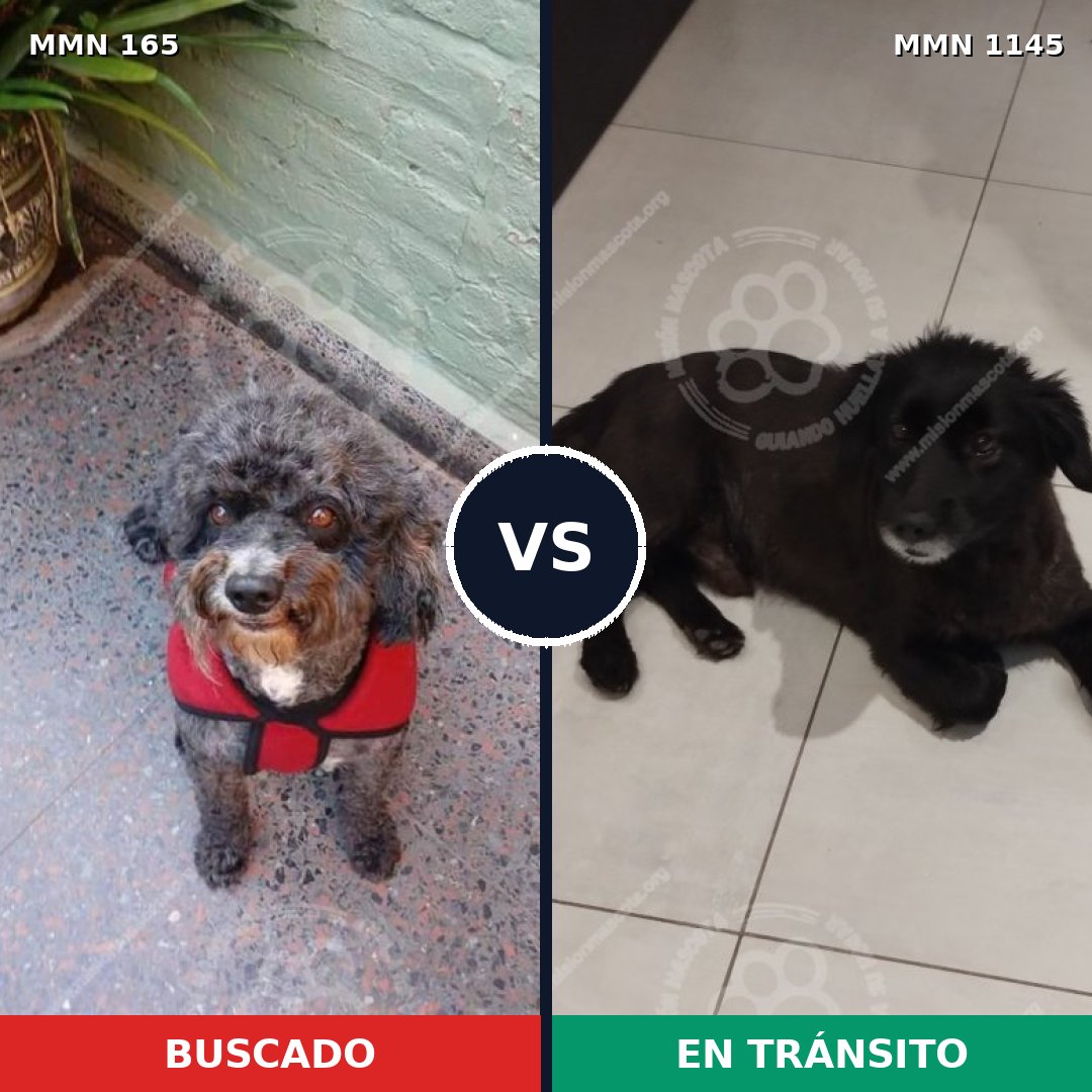 Comparativa MMS 16693: mascota perdida y mascota encontrada, 28% de similitud