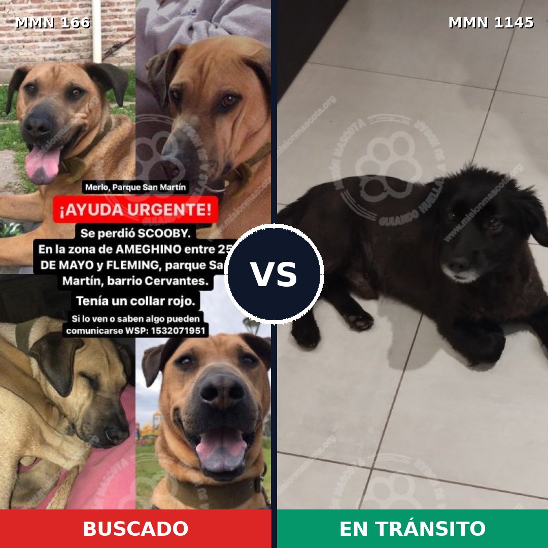 Comparativa MMS 16696: mascota perdida y mascota encontrada, 40% de similitud