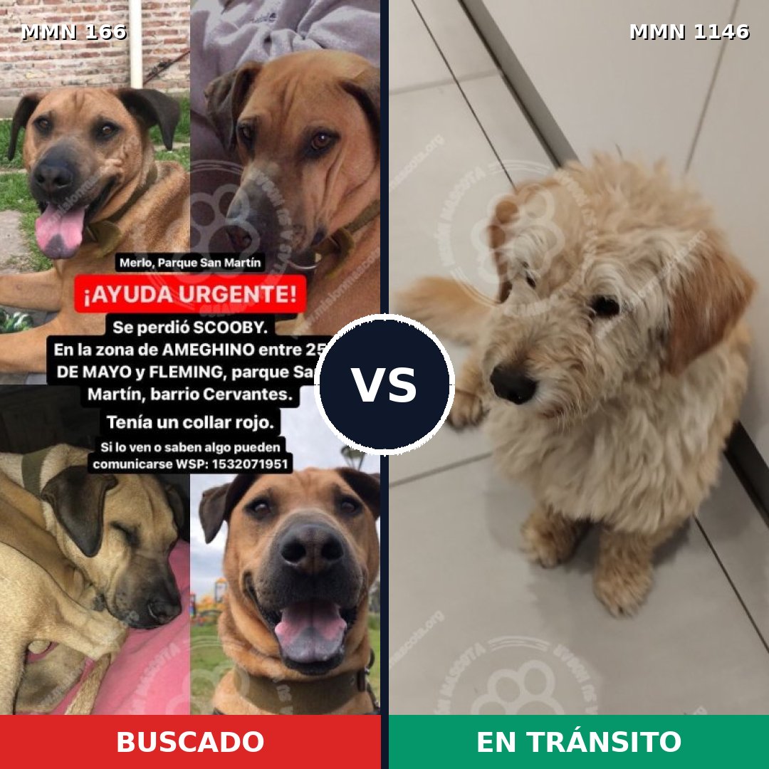 Comparativa MMS 16697: mascota perdida y mascota encontrada, 38% de similitud