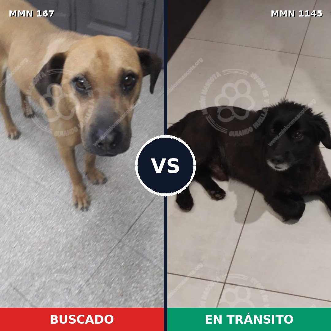 Comparativa MMS 16699: mascota perdida y mascota encontrada, 40% de similitud