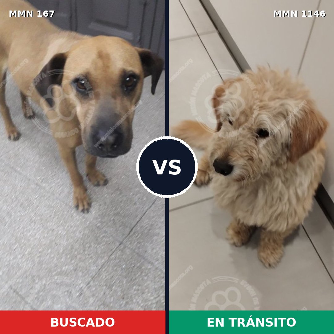 Comparativa MMS 16700: mascota perdida y mascota encontrada, 36% de similitud