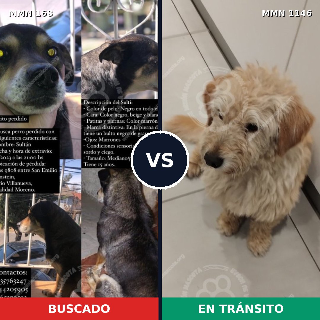 Comparativa MMS 16703: mascota perdida y mascota encontrada, 70% de similitud