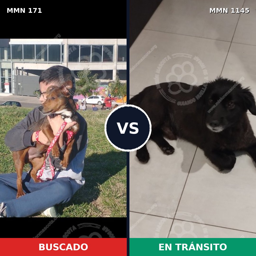 Comparativa MMS 16705: mascota perdida y mascota encontrada, 62% de similitud
