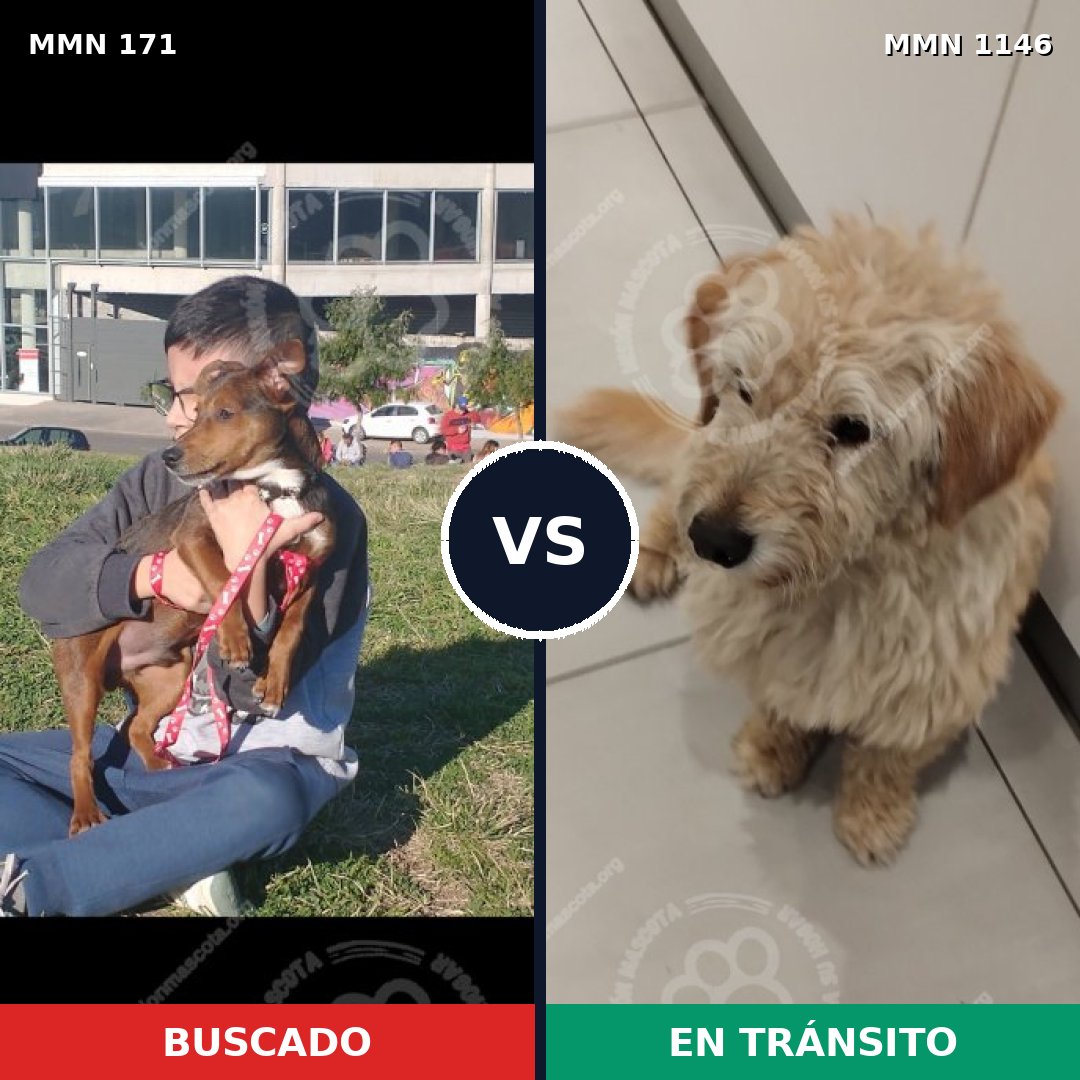 Comparativa MMS 16706: mascota perdida y mascota encontrada, 57% de similitud
