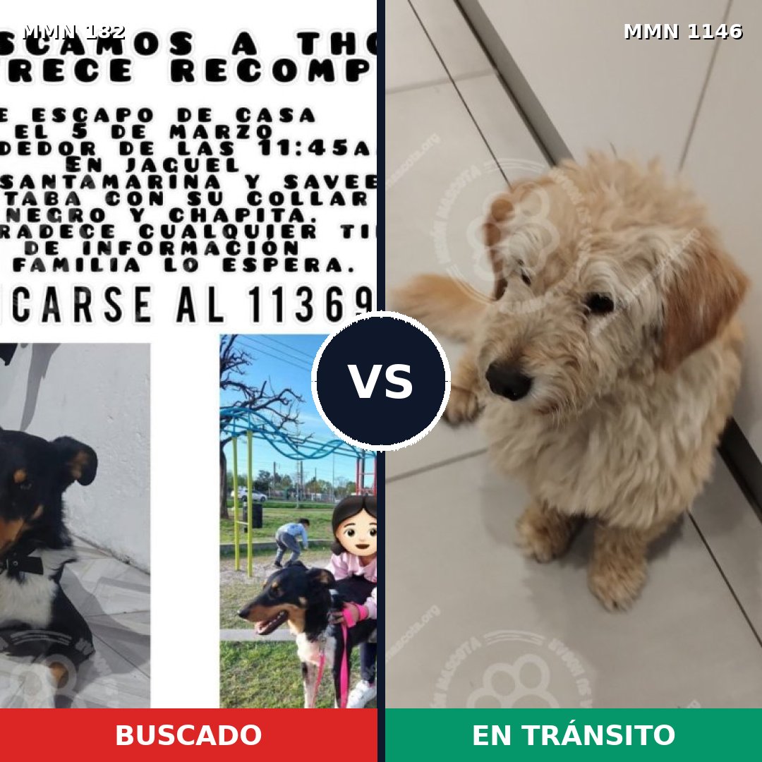 Comparativa MMS 16709: mascota perdida y mascota encontrada, 64% de similitud