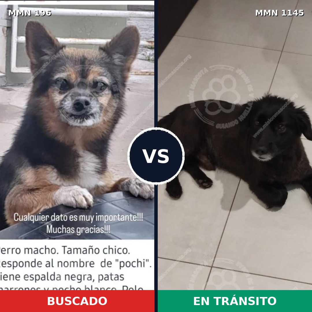 Comparativa MMS 16711: mascota perdida y mascota encontrada, 46% de similitud