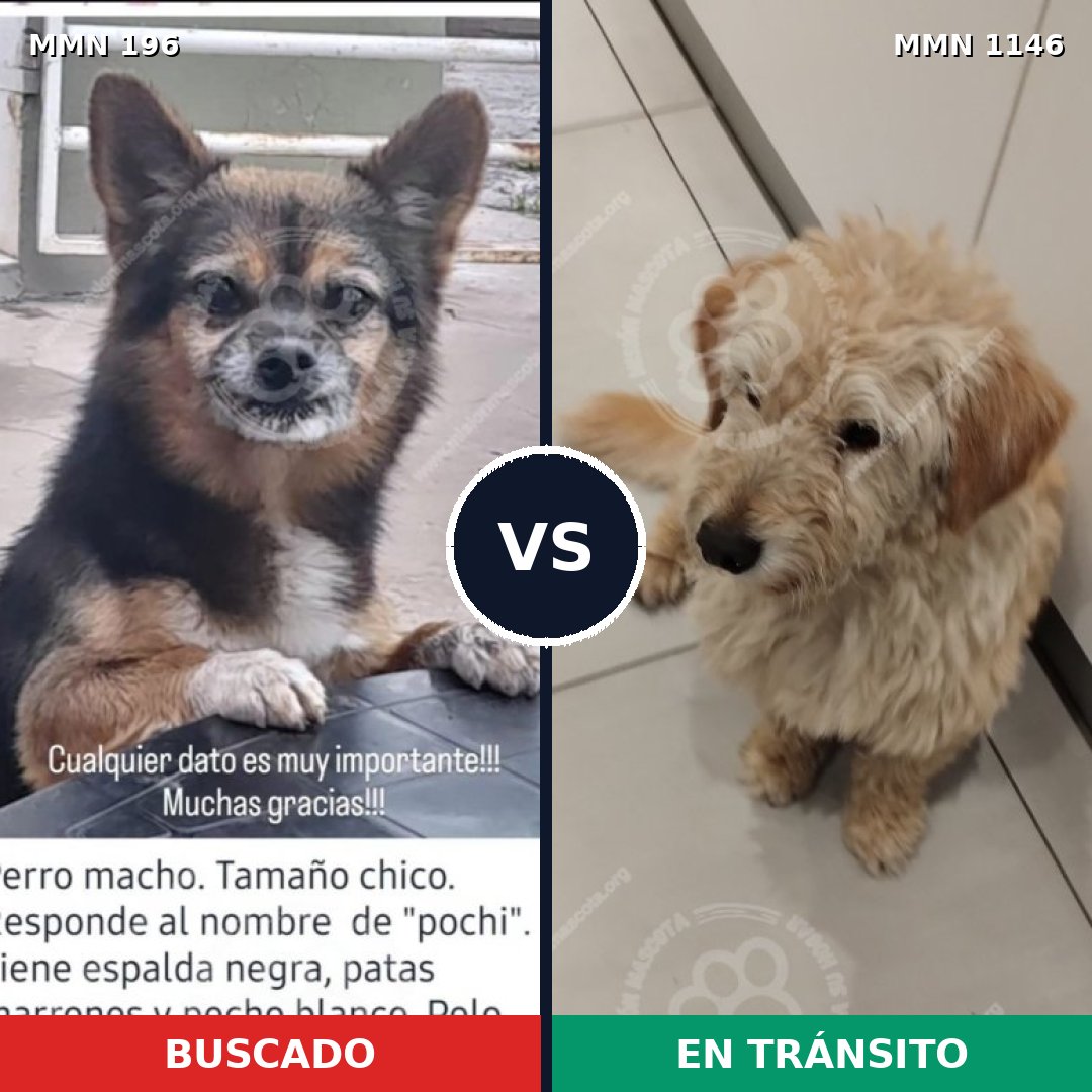 Comparativa MMS 16712: mascota perdida y mascota encontrada, 42% de similitud