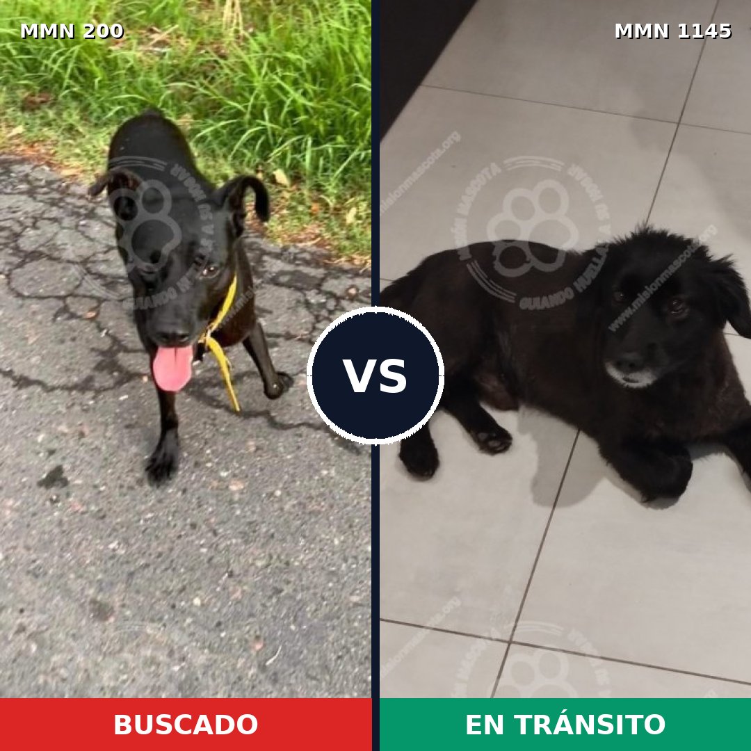Comparativa MMS 16714: mascota perdida y mascota encontrada, 82% de similitud