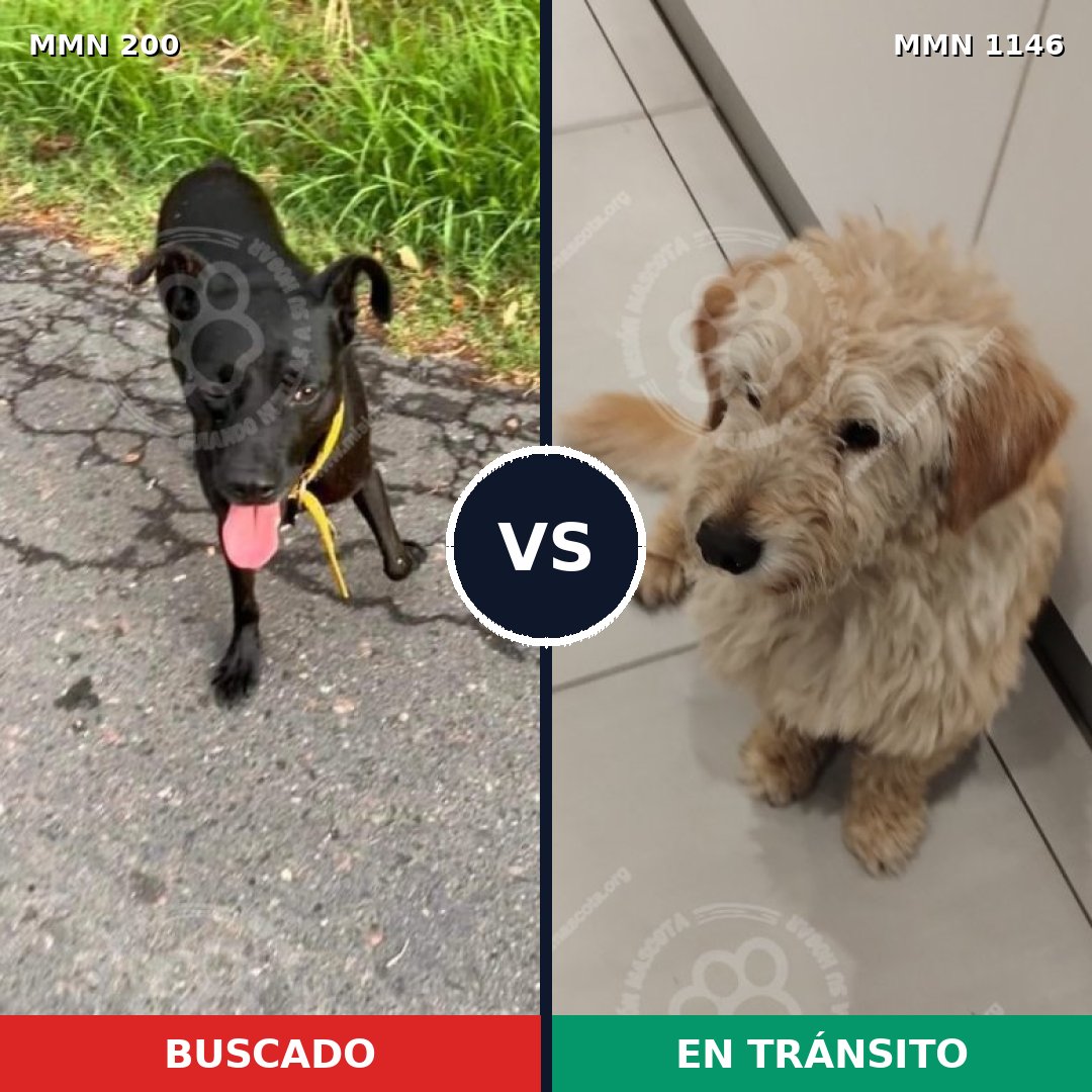 Comparativa MMS 16715: mascota perdida y mascota encontrada, 57% de similitud