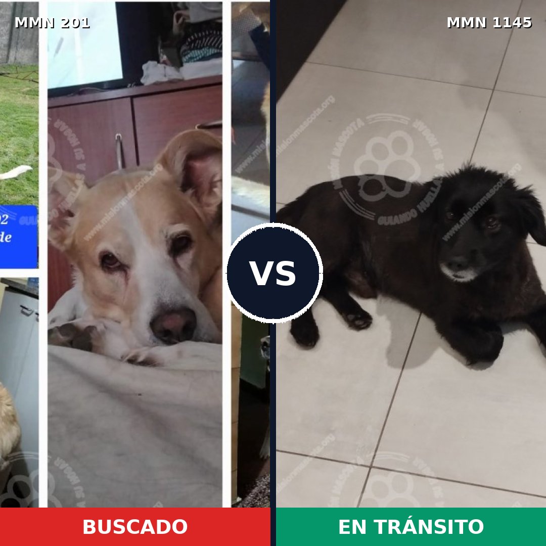 Comparativa MMS 16717: mascota perdida y mascota encontrada, 71% de similitud