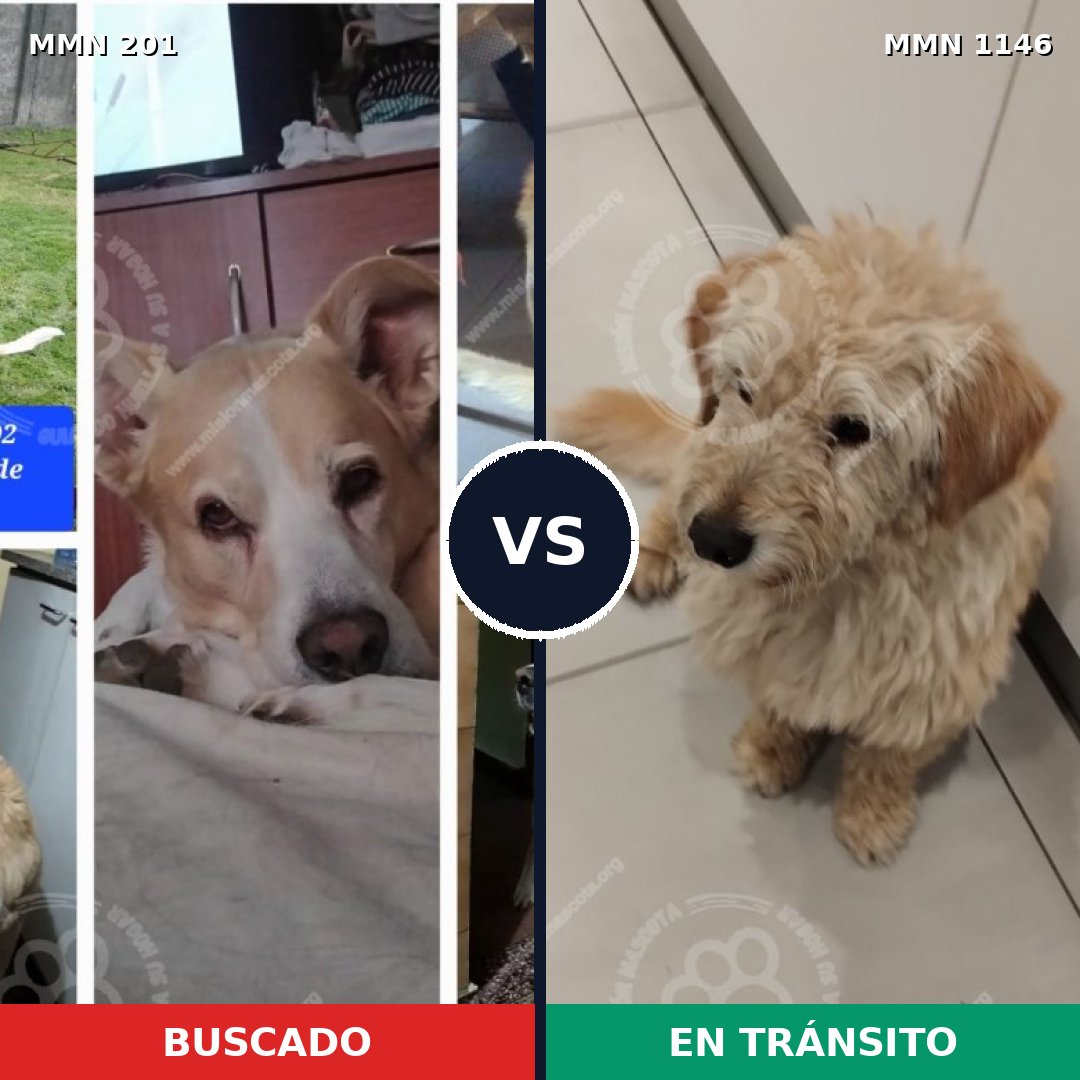 Comparativa MMS 16718: mascota perdida y mascota encontrada, 67% de similitud