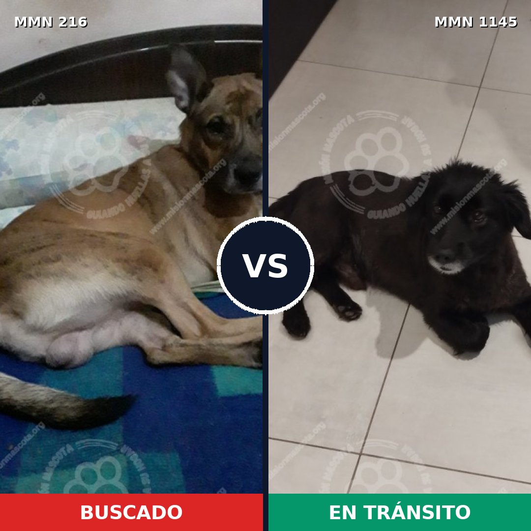 Comparativa MMS 16720: mascota perdida y mascota encontrada, 62% de similitud