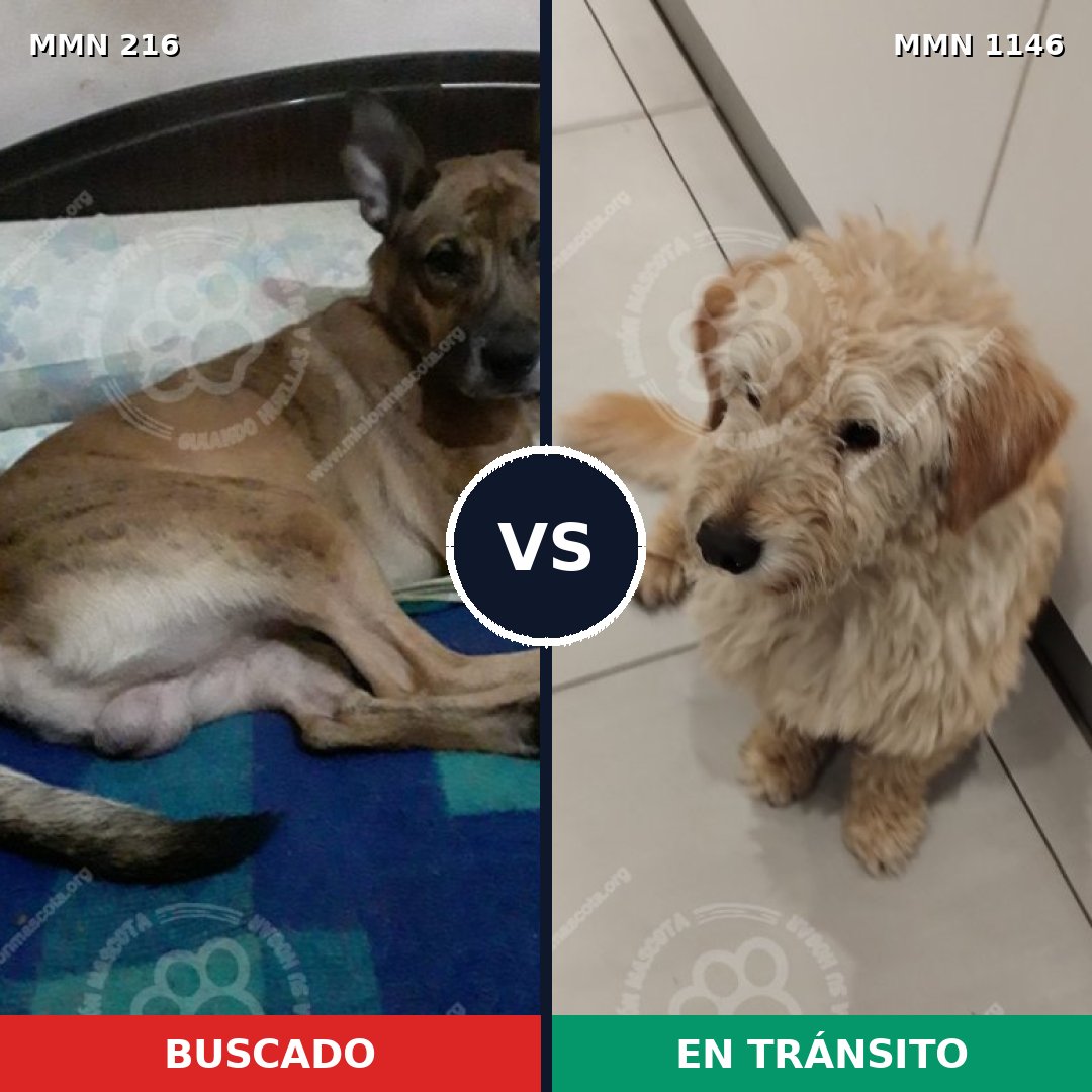 Comparativa MMS 16721: mascota perdida y mascota encontrada, 61% de similitud