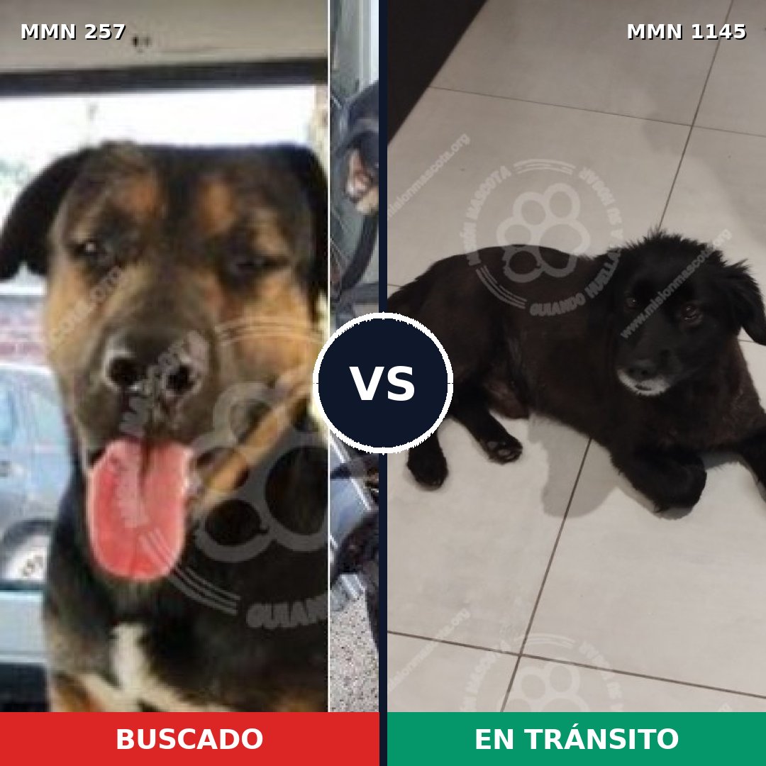 Comparativa MMS 16726: mascota perdida y mascota encontrada, 46% de similitud