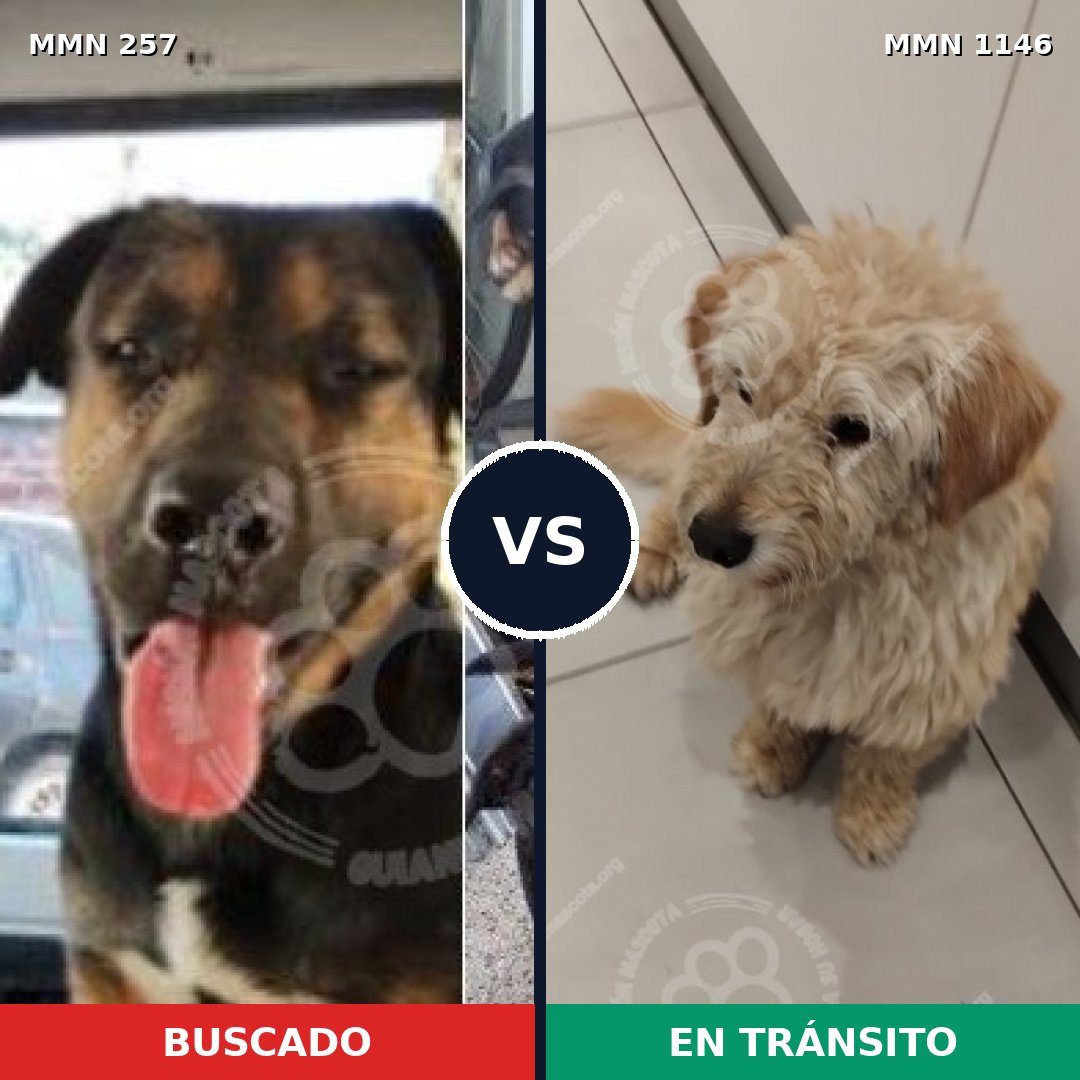Comparativa MMS 16727: mascota perdida y mascota encontrada, 36% de similitud