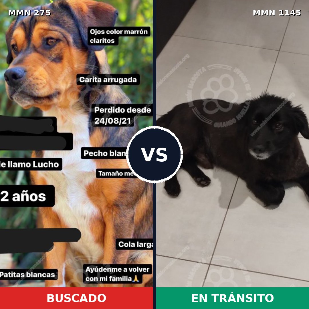 Comparativa MMS 16729: mascota perdida y mascota encontrada, 67% de similitud