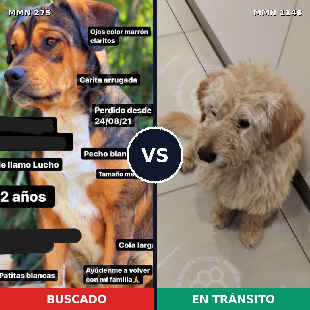 Comparativa MMS 16730: mascota perdida y mascota encontrada, 60% de similitud
