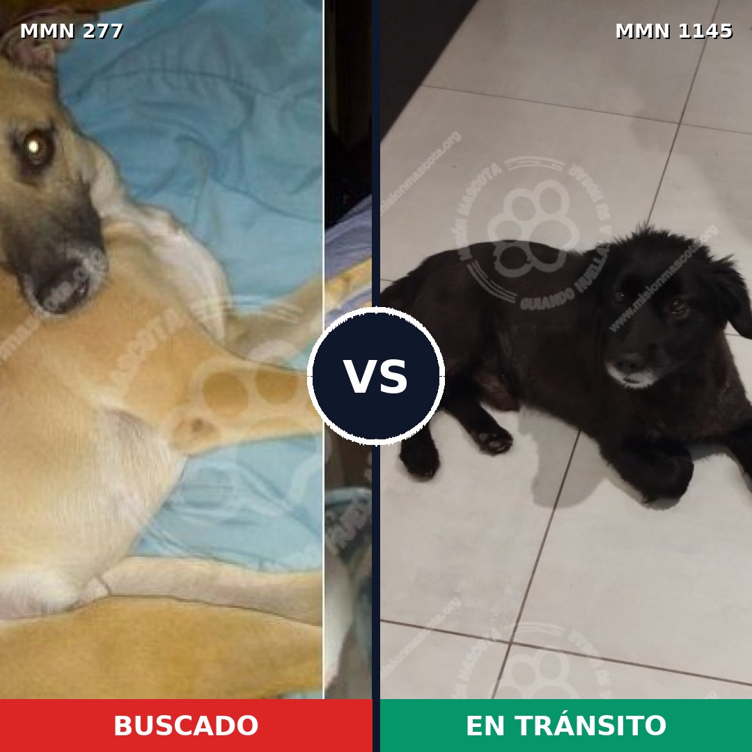 Comparativa MMS 16732: mascota perdida y mascota encontrada, 68% de similitud