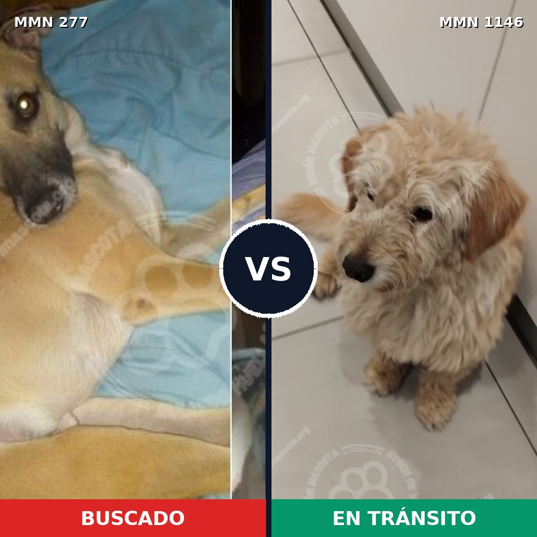 Comparativa MMS 16733: mascota perdida y mascota encontrada, 65% de similitud
